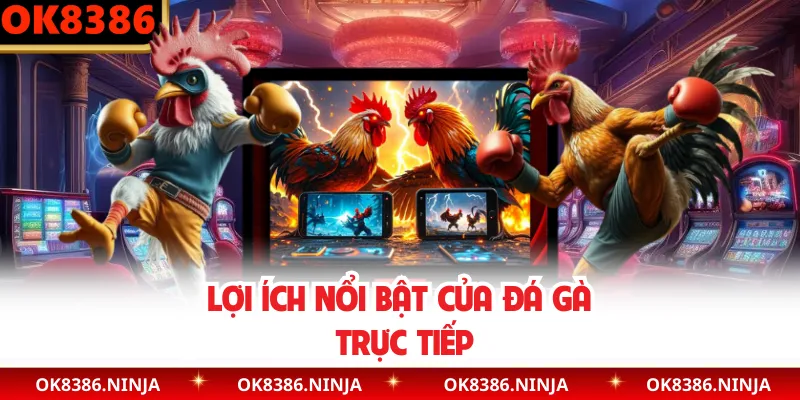 Lợi ích nổi bật của đá gà trực tiếp